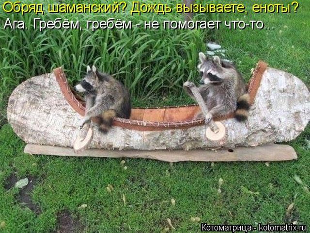 Лучшие котоматрицы недели