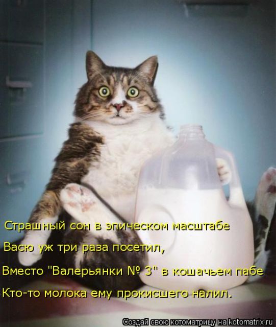 Лучшие котоматрицы недели