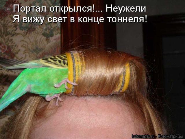 Лучшие котоматрицы недели