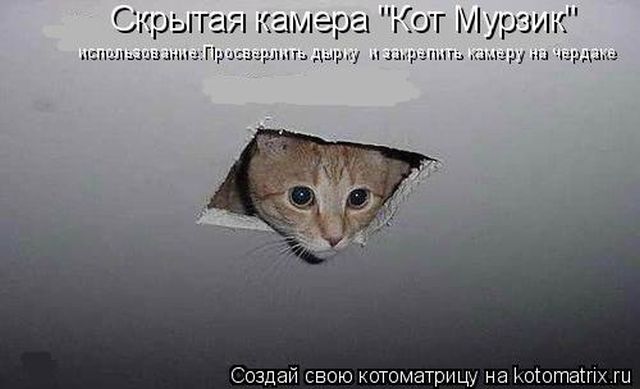 Лучшие котоматрицы недели