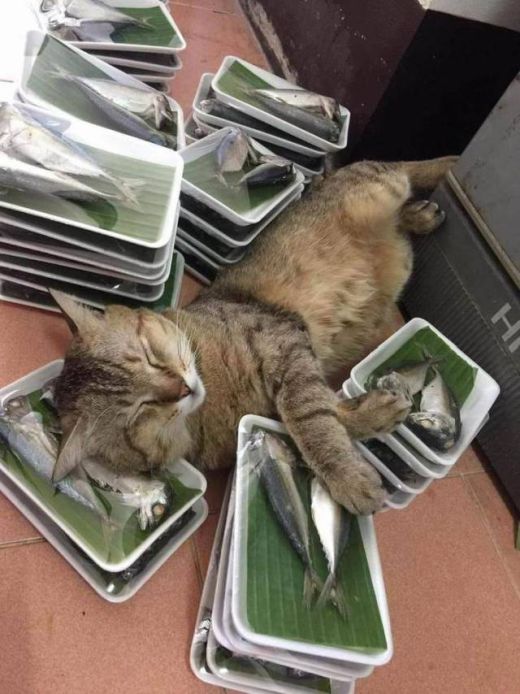 Прикольные картинки