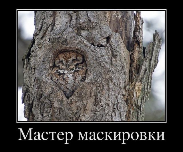 Демотиваторы