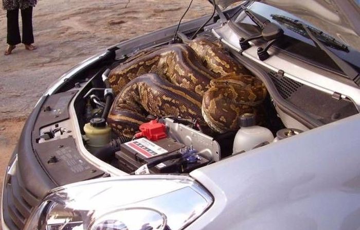 Необычные находки под капотами автомобилей