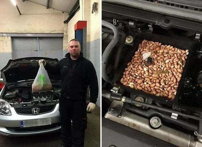 Необычные находки под капотами автомобилей