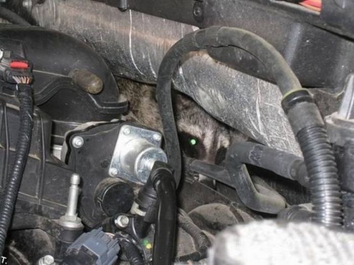 Необычные находки под капотами автомобилей