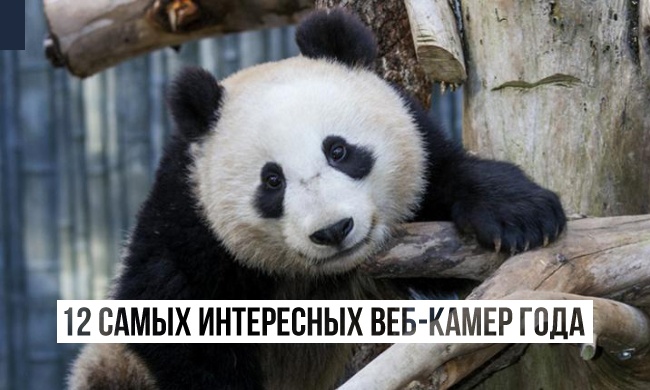12 самых интересных веб-камер года