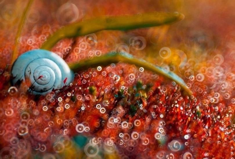 Сказочный макромир Магды Васичек (Magda Wasiczek)