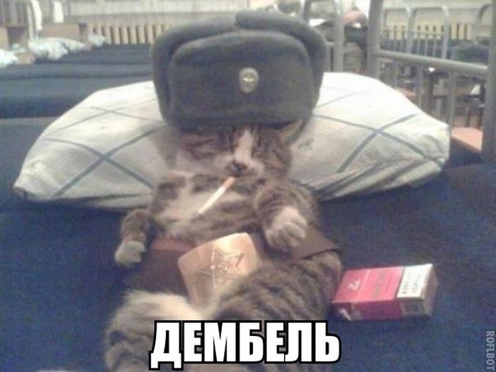 Порция картинок