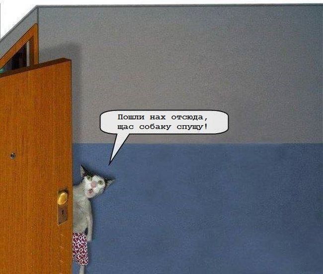 Порция картинок