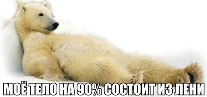 Порция картинок