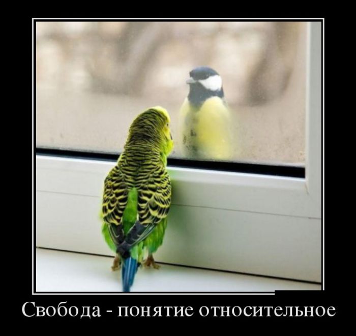 Демотиваторы
