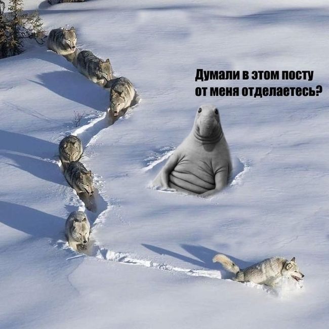 «Шерстяной волчара» - новый мем Рунета