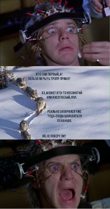 «Шерстяной волчара» - новый мем Рунета