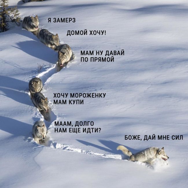 «Шерстяной волчара» - новый мем Рунета
