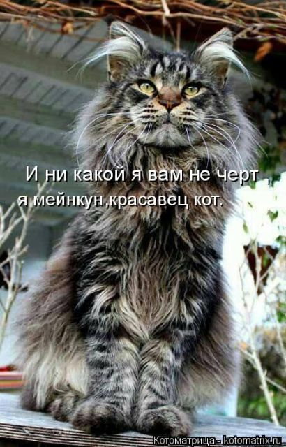 Лучшие котоматрицы недели