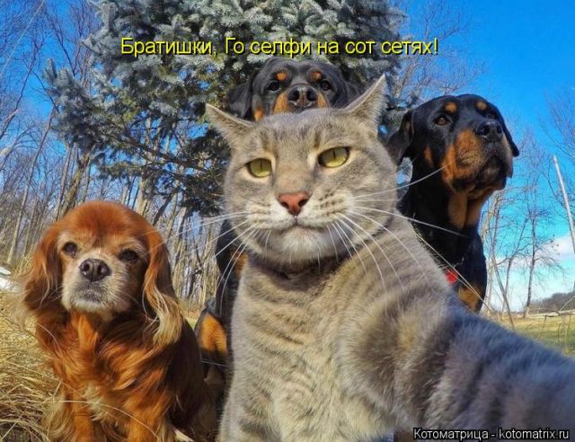 Лучшие котоматрицы недели