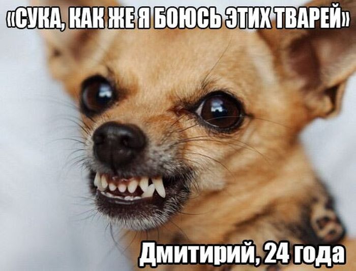 Порция картинок