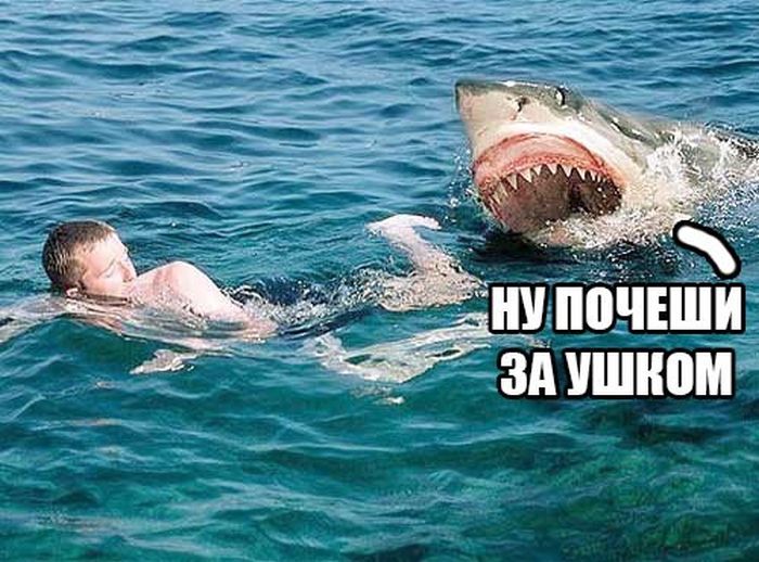 Порция картинок