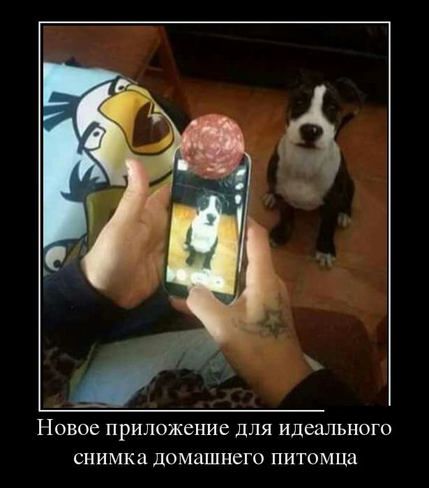 Демотиваторы