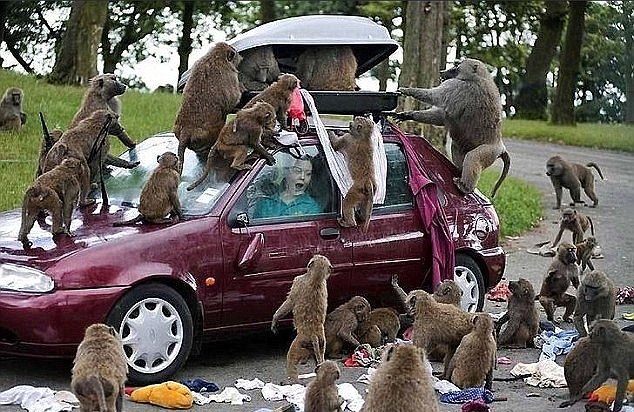 Животные в зоопарках троллят туристов
