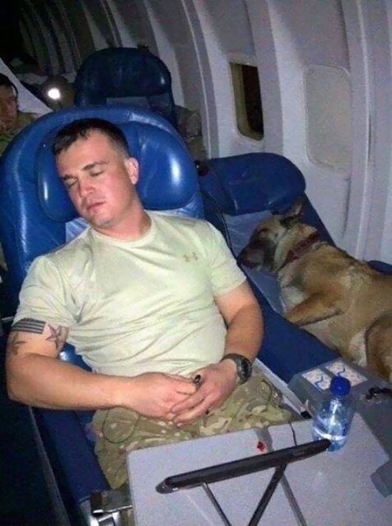 Служебные собаки