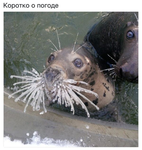 Прикольные картинки