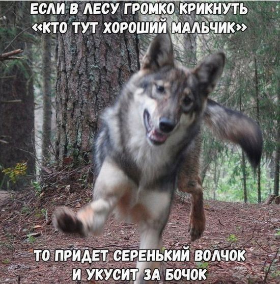 Прикольные картинки
