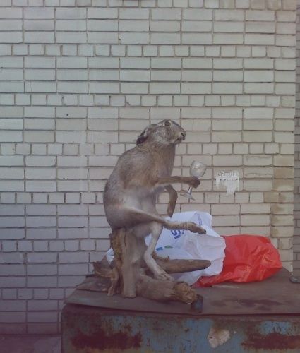 Прикольные картинки