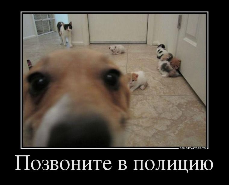 Прикольные картинки (50 фото)