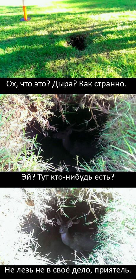 Порция картинок