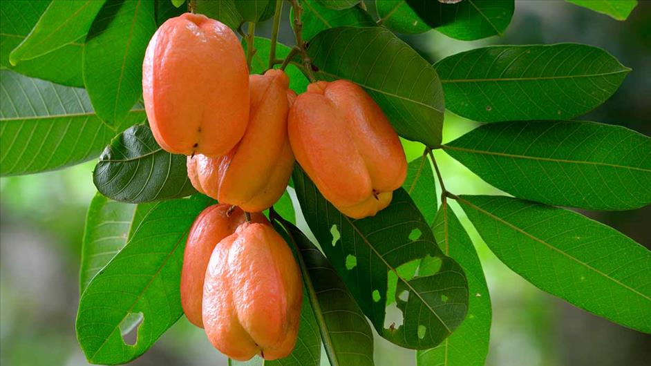 Самые опасные продукты Самые опасные продукты
