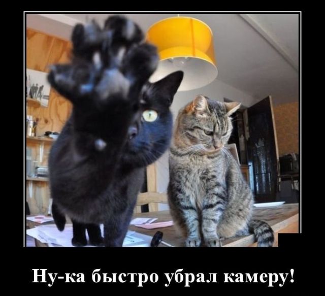 Демотиваторы