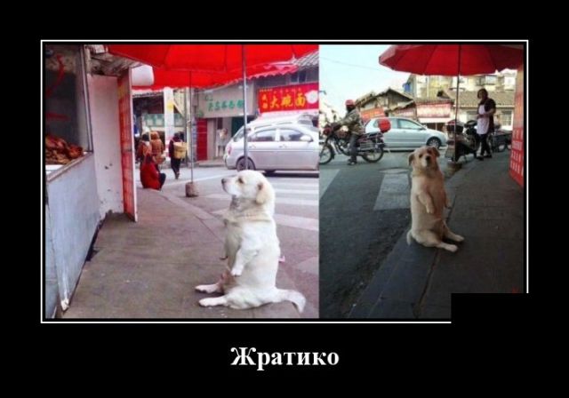 Демотиваторы