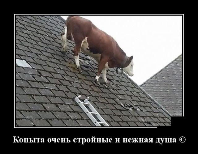 Демотиваторы