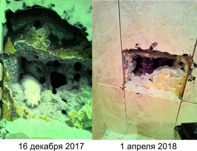 Провалившийся в вентиляционную шахту котенок второй раз вынуждает ремонтировать стену