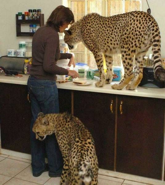 Прикольные картинки