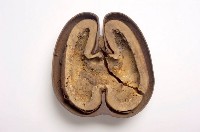 Коко-де-мер – самый необычный кокос на планете Коко-де-мер – самый необычный кокос на планете