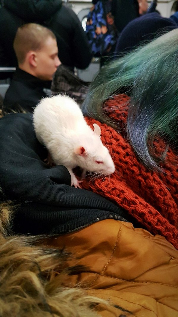 Модники из метрополитена