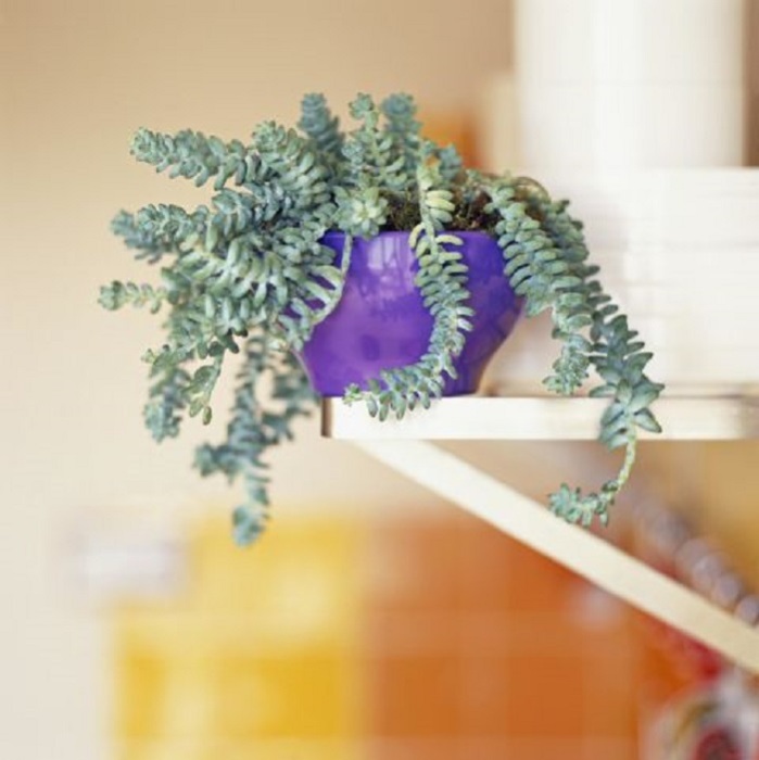 Инопланетные комнатные цветы Инопланетные комнатные цветы