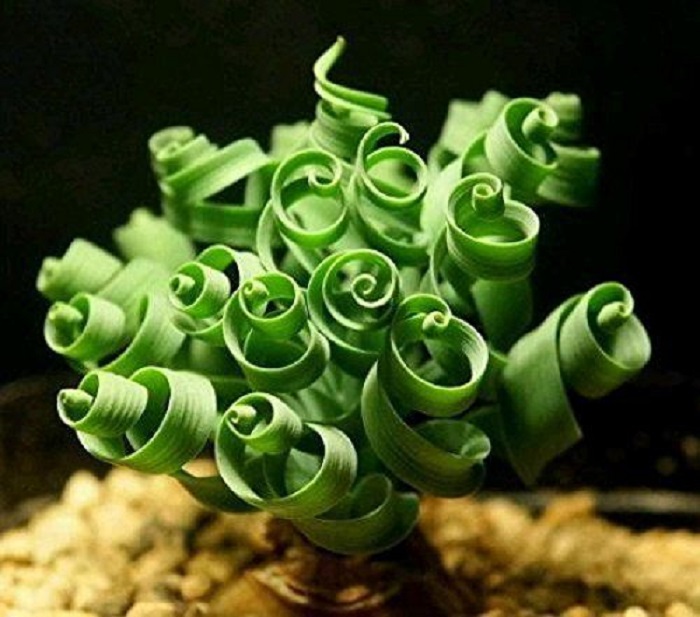 Инопланетные комнатные цветы Инопланетные комнатные цветы