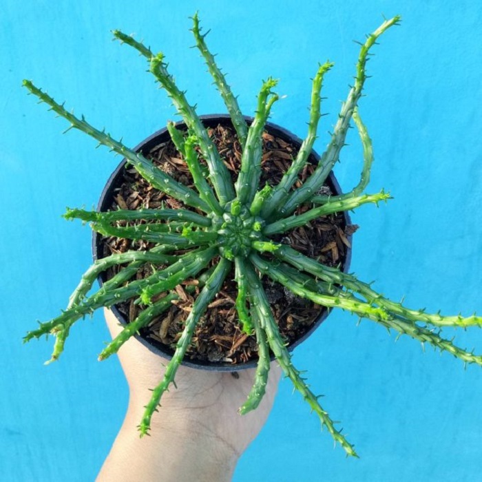 Инопланетные комнатные цветы Инопланетные комнатные цветы