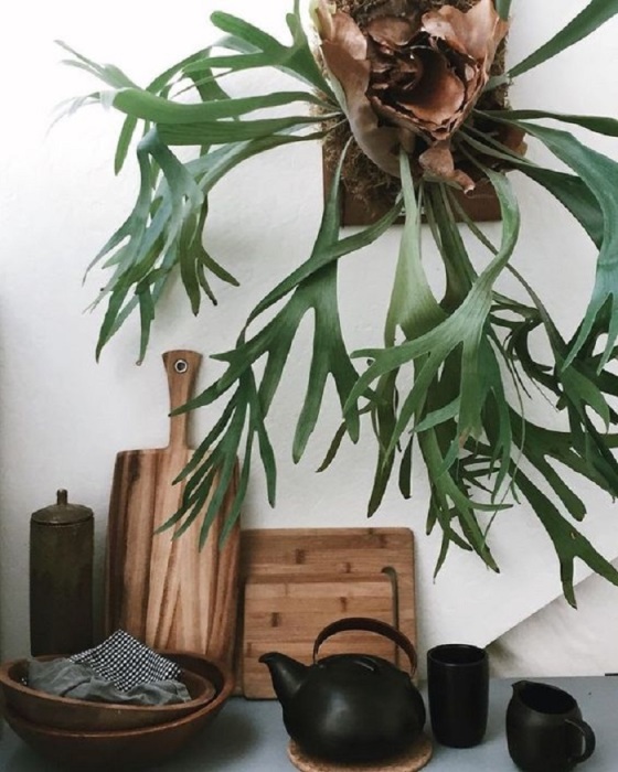 Инопланетные комнатные цветы Инопланетные комнатные цветы