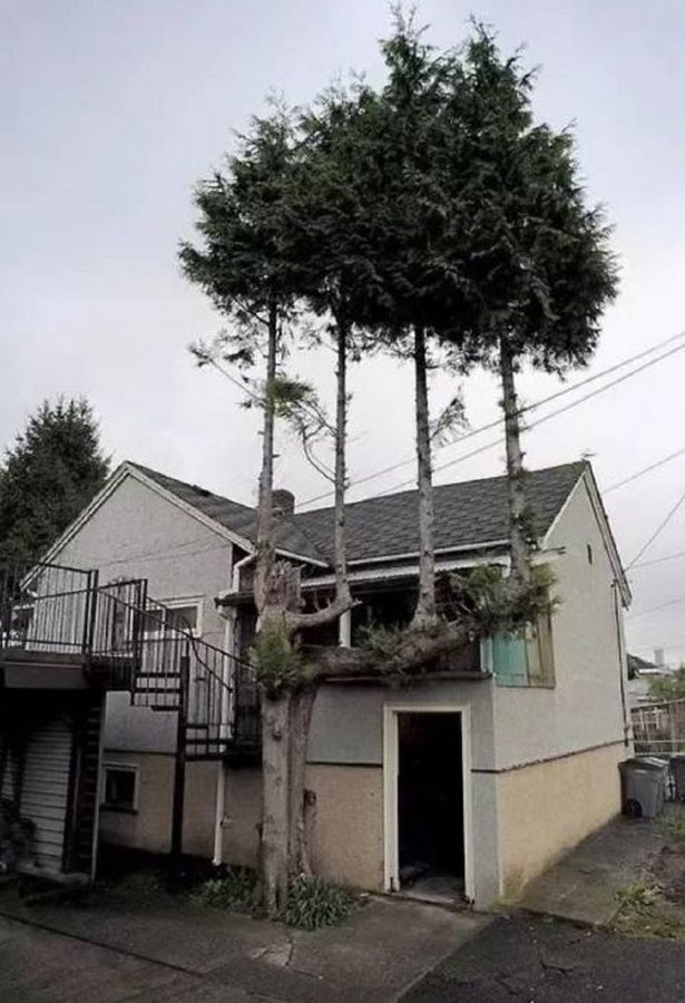 Необычные деревья в необычных местах