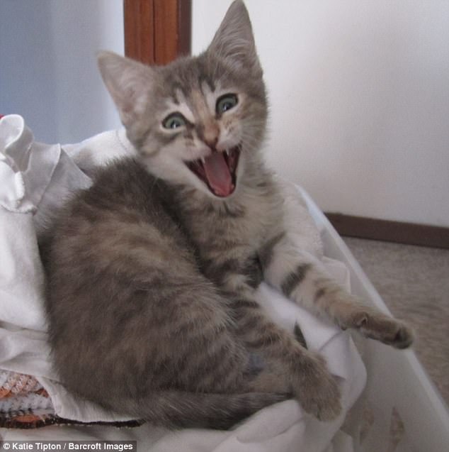 Милейшие создания на Comedy Pet Photography Awards