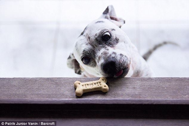 Милейшие создания на Comedy Pet Photography Awards