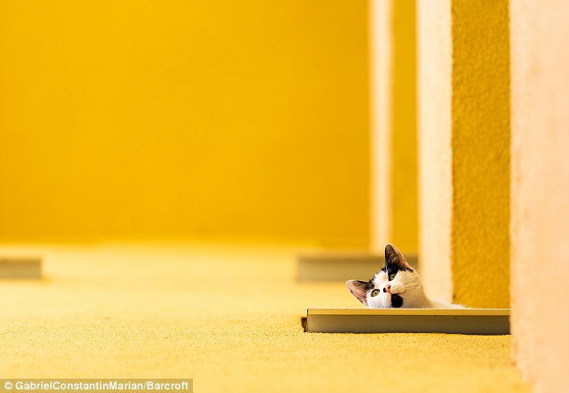 Милейшие создания на Comedy Pet Photography Awards