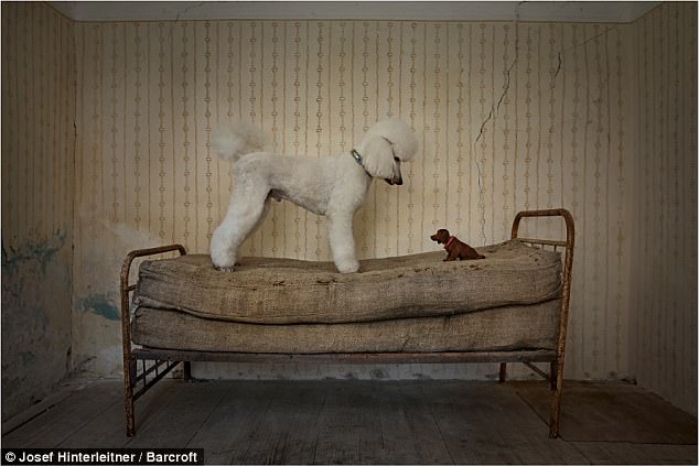 Милейшие создания на Comedy Pet Photography Awards