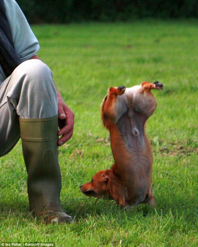 Милейшие создания на Comedy Pet Photography Awards