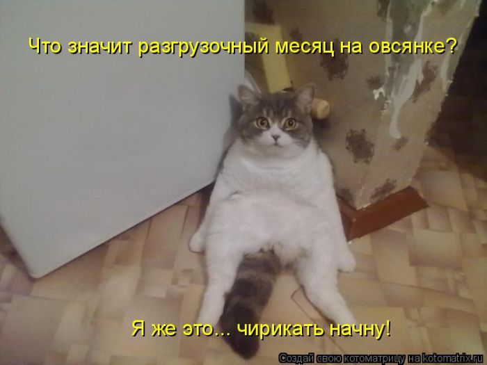 Лучшие котоматрицы недели