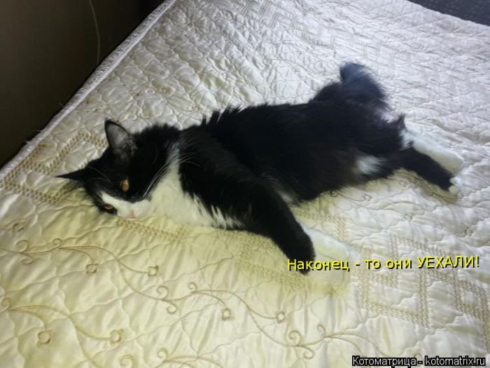 Лучшие котоматрицы недели